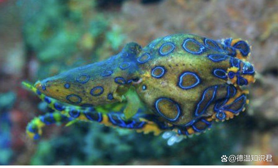 藍面財神魚和血艷紅哪個更毒【關于藍面財神魚的問題】 藍面財神魚和血艷紅哪個更毒【關于藍面財神魚的問題】 龍魚百科 第2張