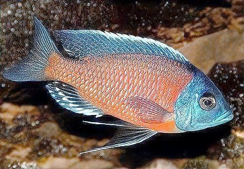 藍面財神魚和血艷紅哪個更毒【關于藍面財神魚的問題】 藍面財神魚和血艷紅哪個更毒【關于藍面財神魚的問題】 龍魚百科 第3張