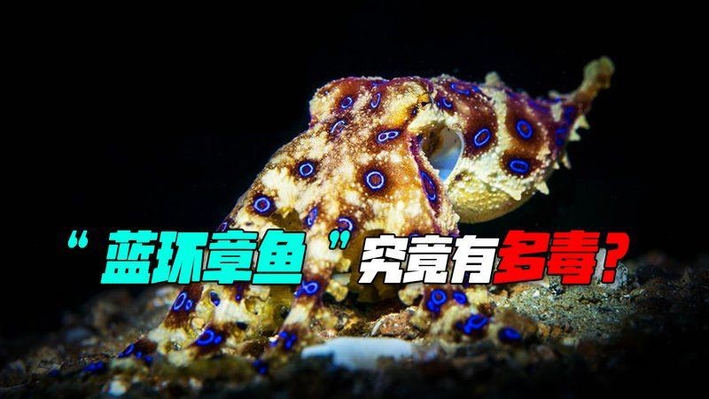 藍面財神魚和血艷紅哪個更毒【關于藍面財神魚的問題】 藍面財神魚和血艷紅哪個更毒【關于藍面財神魚的問題】 龍魚百科 第1張