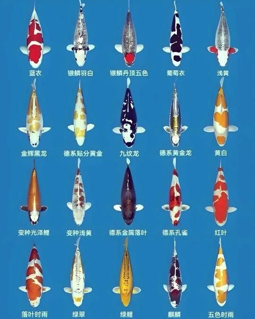 錦鯉的變色過程圖片【《錦鯉變色過程：奇妙色彩的漸變之旅》】
