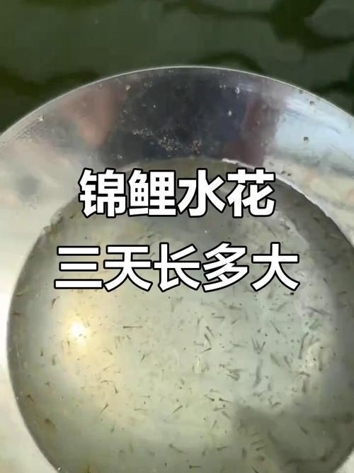 錦鯉的變色過程圖片【《錦鯉變色過程：奇妙色彩的漸變之旅》】