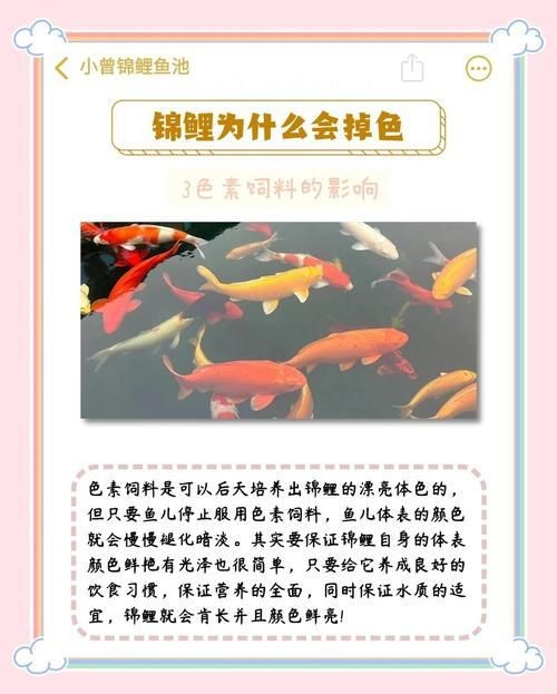 錦鯉的變色過程圖片【《錦鯉變色過程：奇妙色彩的漸變之旅》】