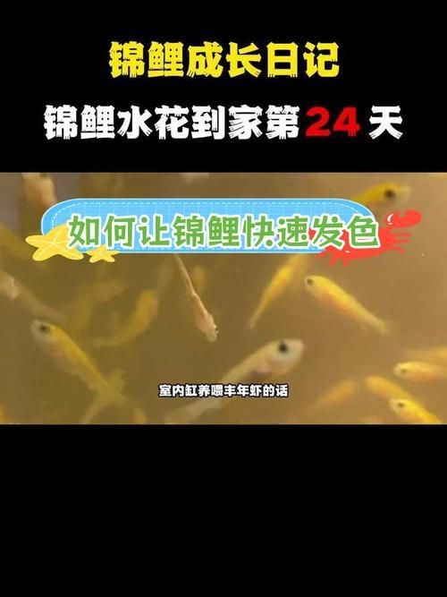 錦鯉的變色過程圖片【《錦鯉變色過程：奇妙色彩的漸變之旅》】