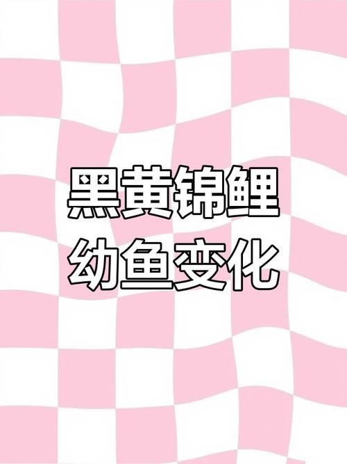 錦鯉的變色過程圖片【《錦鯉變色過程：奇妙色彩的漸變之旅》】