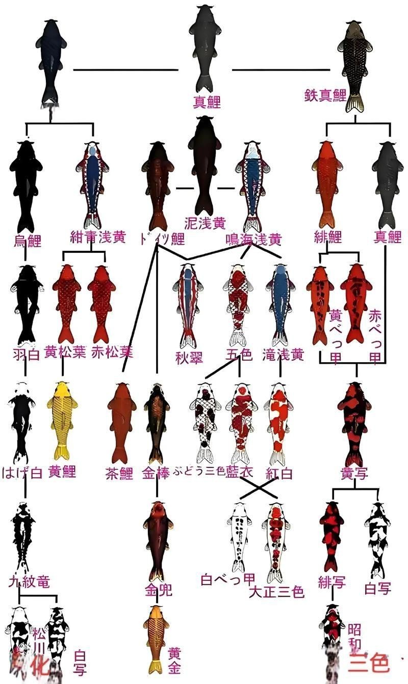 錦鯉的變色過程圖片【《錦鯉變色過程：奇妙色彩的漸變之旅》】