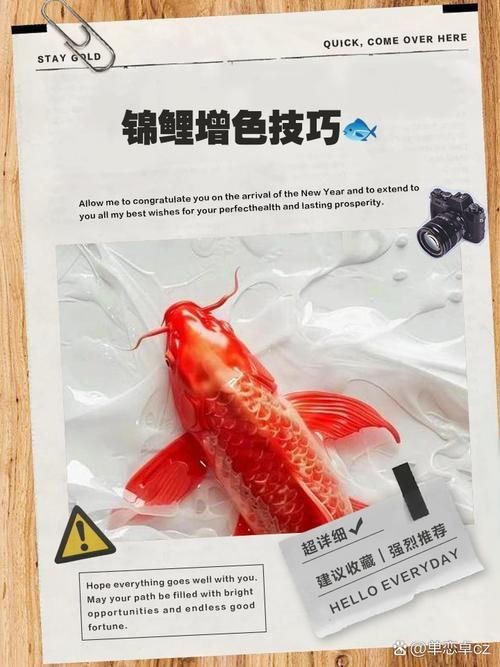 錦鯉的變色過程圖片【《錦鯉變色過程：奇妙色彩的漸變之旅》】