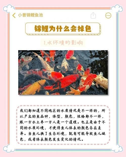 錦鯉的變色過程圖片【《錦鯉變色過程：奇妙色彩的漸變之旅》】