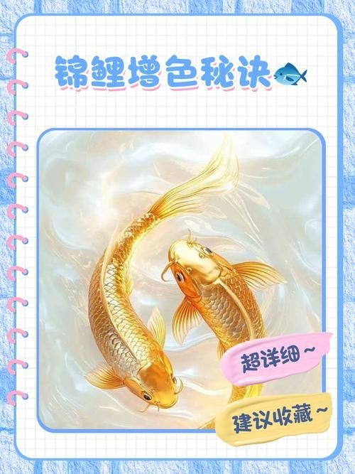 錦鯉的變色過程圖片【《錦鯉變色過程：奇妙色彩的漸變之旅》】