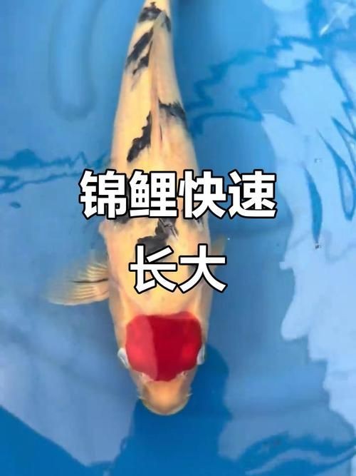 錦鯉的變色過程圖片【《錦鯉變色過程：奇妙色彩的漸變之旅》】