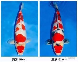 錦鯉的變色過程圖片【《錦鯉變色過程：奇妙色彩的漸變之旅》】