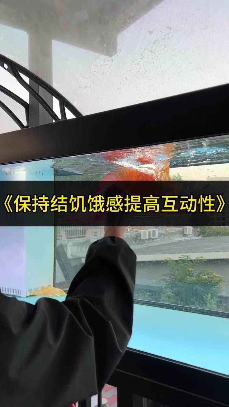 龍魚養(yǎng)殖需要哪些設(shè)備和工具？，龍魚養(yǎng)殖必備核心設(shè)備及工具詳解