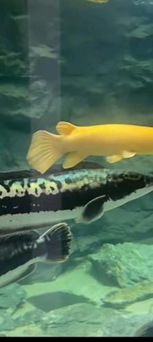 福魚圖片大全【《福魚圖片大全》呈現了豐富多樣的福魚形象】 福魚圖片大全【《福魚圖片大全》呈現了豐富多樣的福魚形象】 龍魚論壇 第13張