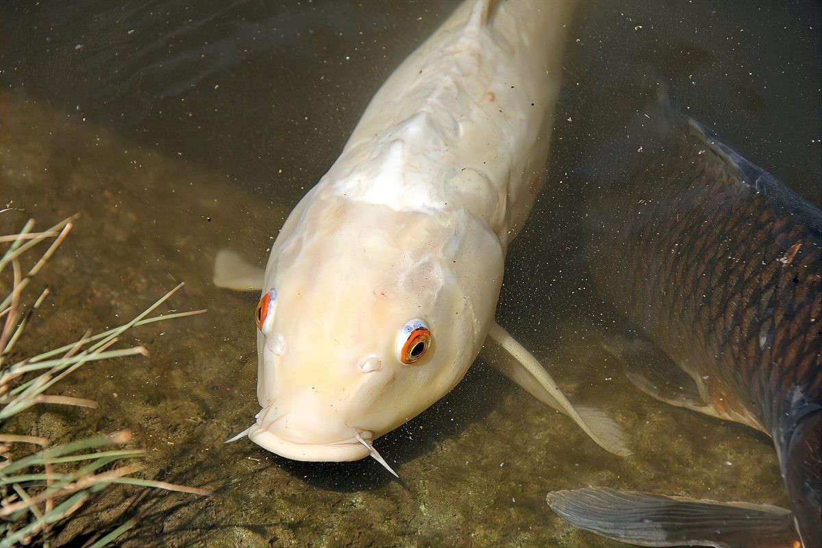 魚眼睛凸出來能自愈嗎【魚眼睛凸出來是否能自愈】