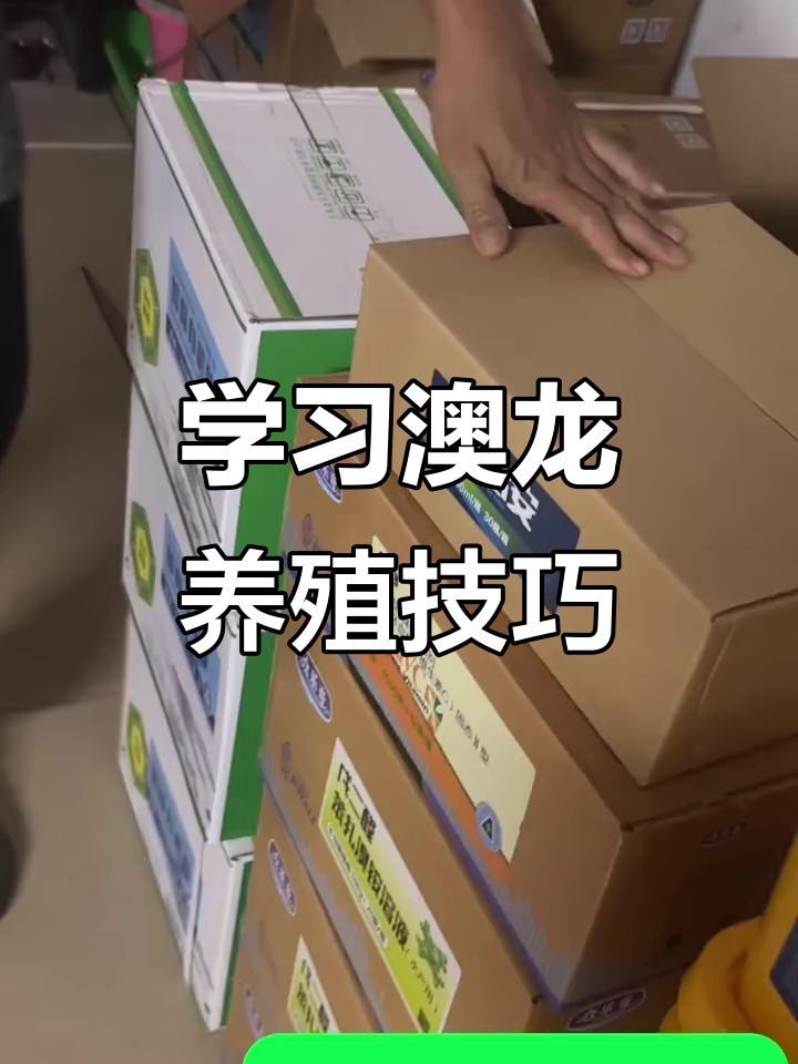 紅龍和澳龍哪個更適合新手【紅龍和澳龍哪個更稀有？】