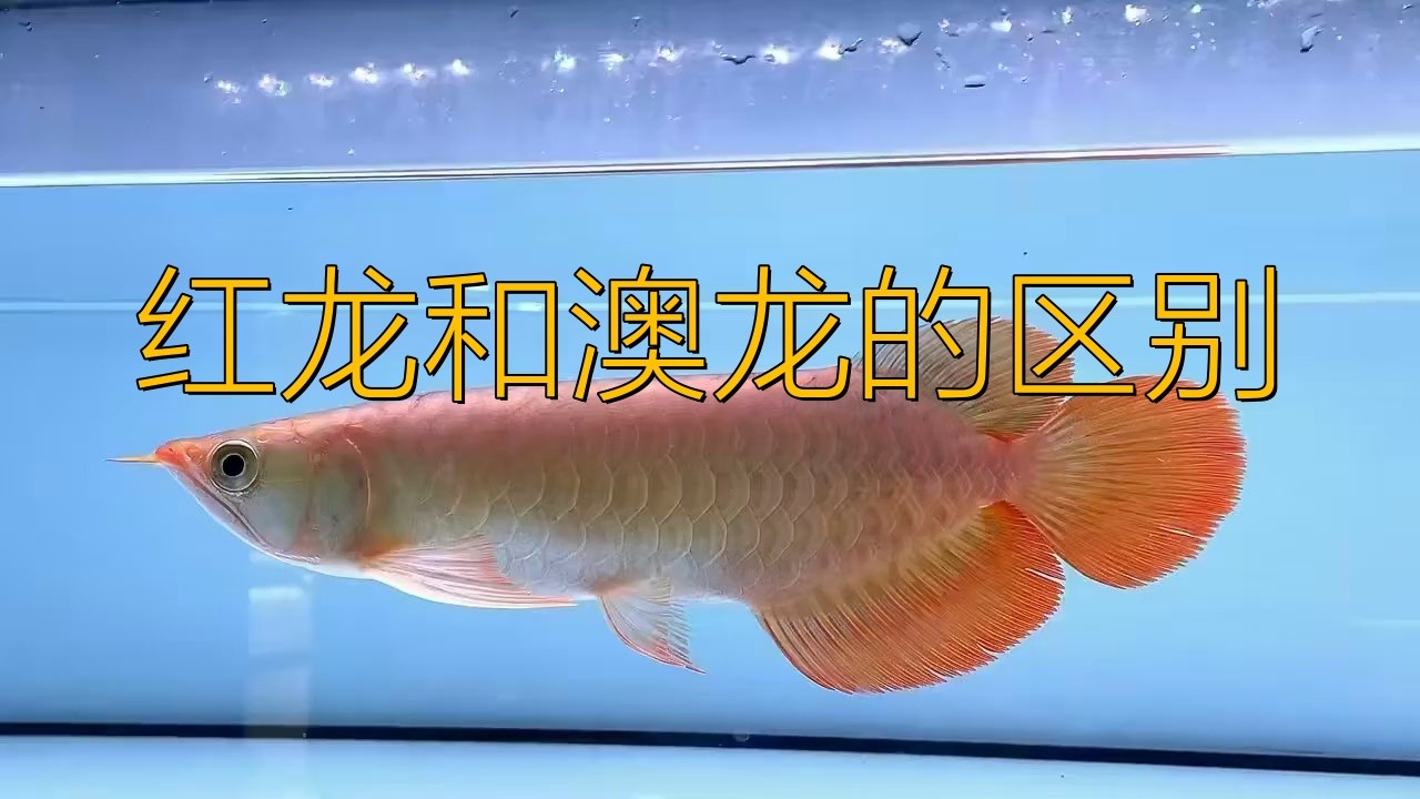 紅龍和澳龍哪個更適合新手【紅龍和澳龍哪個更稀有？】