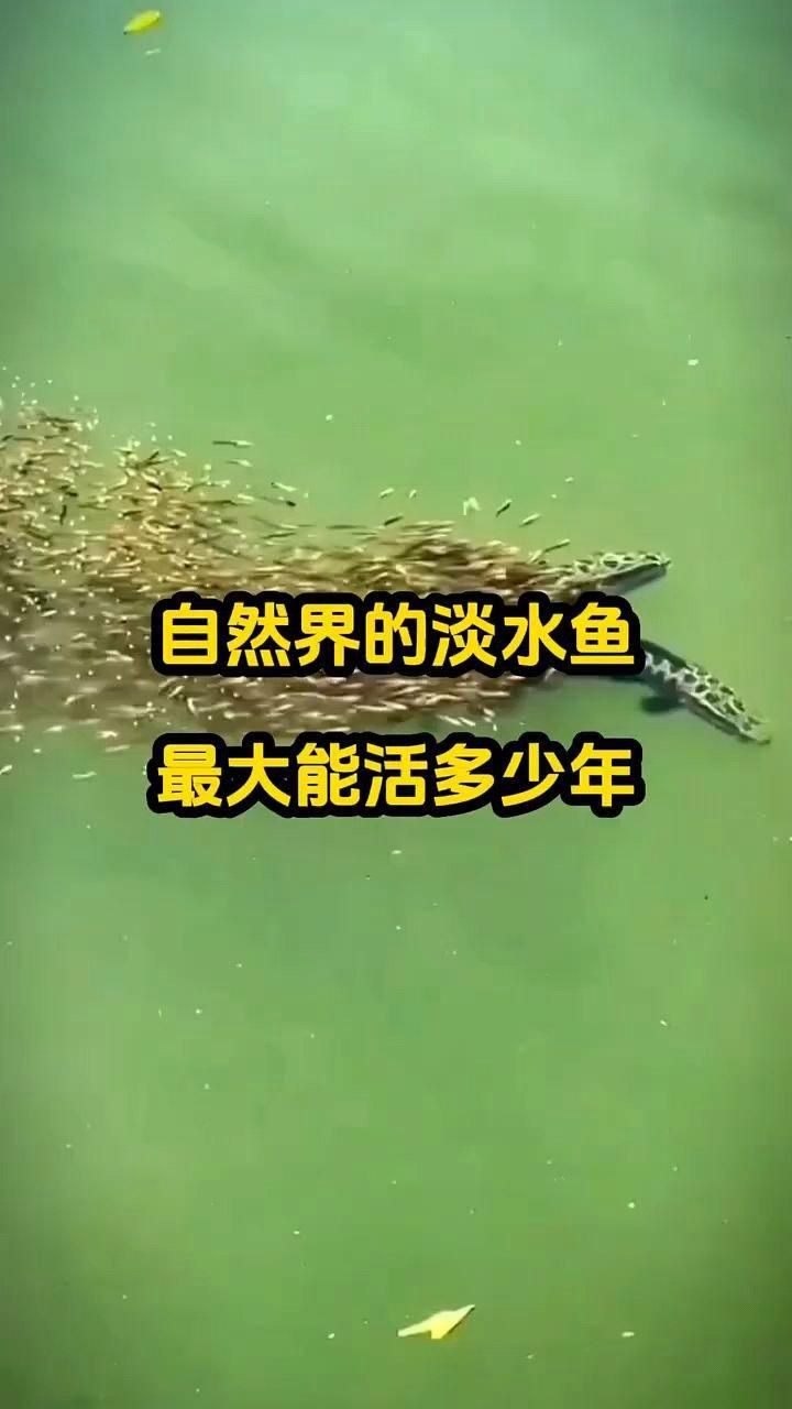 鯉魚壽命一般多少年【鯉魚壽命的不確定性**影響鯉魚壽命的因素】