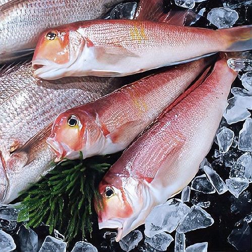 有哪些魚類比龍頭魚更安全？【哪些魚類比龍頭魚更安全？】
