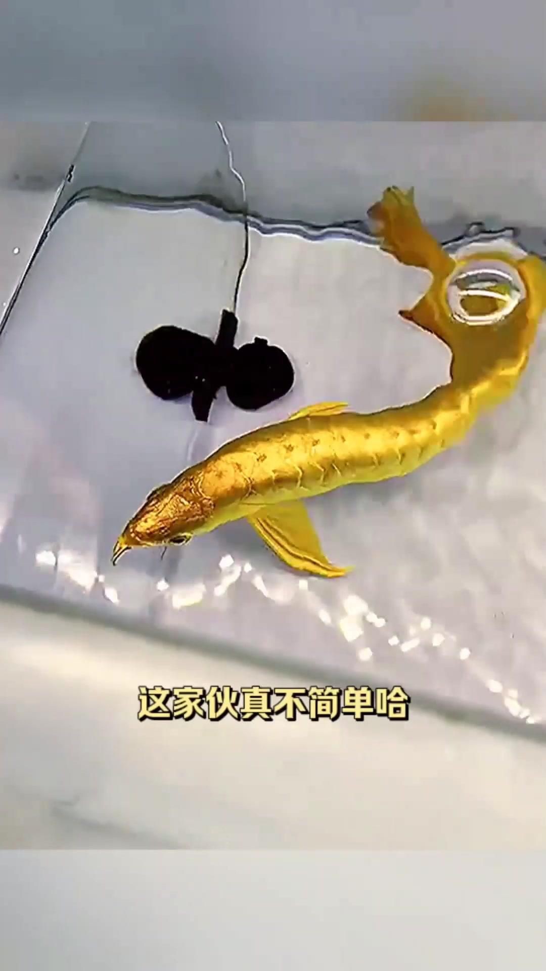 金龍魚視頻中哪些最受歡迎？【金龍魚的飼養(yǎng)及種類】 金龍魚視頻中哪些最受歡迎？【金龍魚的飼養(yǎng)及種類】 龍魚百科 第2張