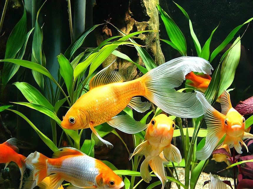 2條魚風水大忌【《2條魚風水大忌》】