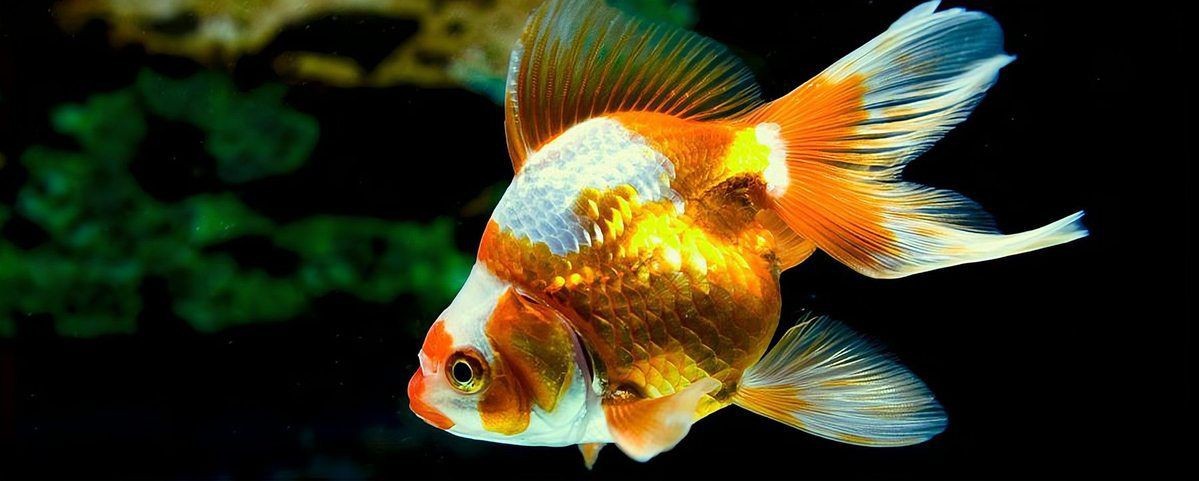 金魚種類及圖片和名稱【公認最經典的8種金魚金魚種類及圖片名稱有哪些】