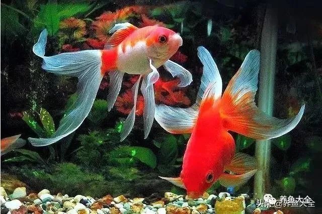 金魚種類及圖片和名稱【公認最經典的8種金魚金魚種類及圖片名稱有哪些】