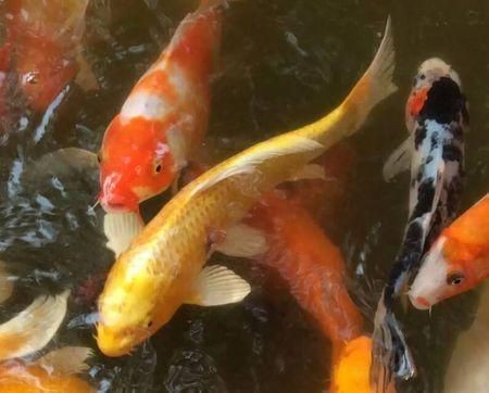 錦鯉爛鰭多久會(huì)死【錦鯉爛身爛鰭怎么治療】