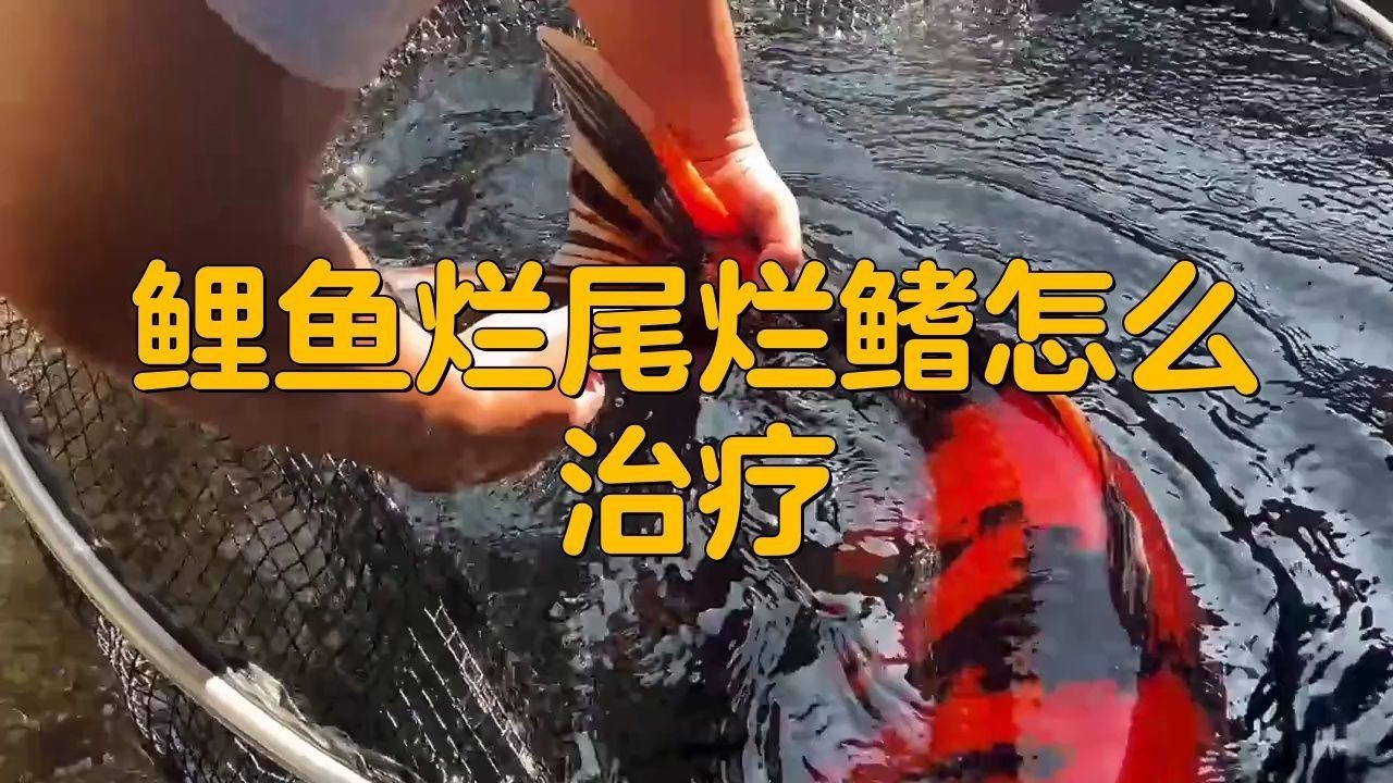 錦鯉爛鰭多久會(huì)死【錦鯉爛身爛鰭怎么治療】