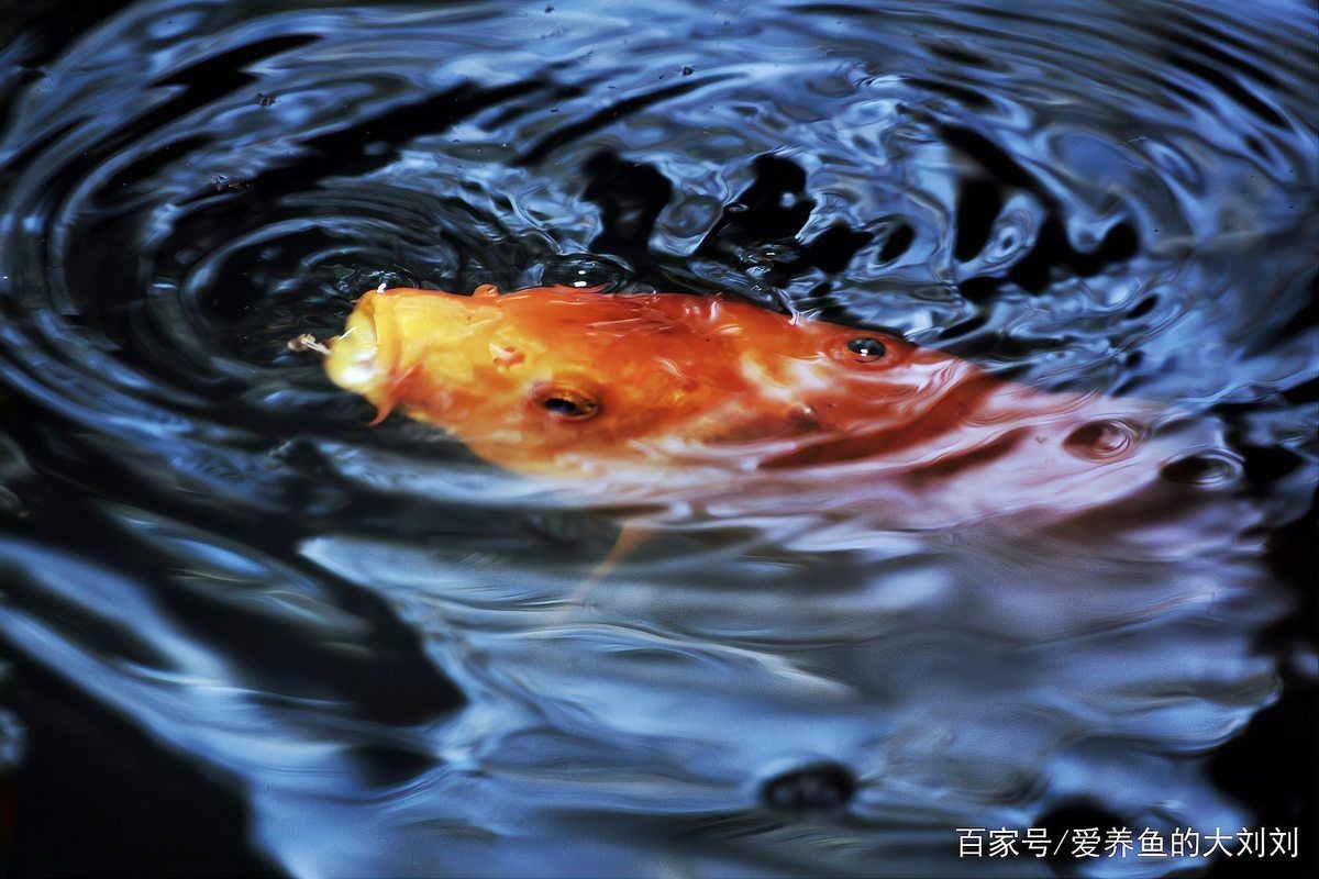 錦鯉爛鰭多久會死【錦鯉爛身爛鰭怎么治療】