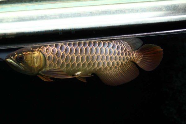灞橋區魚缸維護【灞橋區魚缸生態系統的科學維護與管理】 全國水族館企業名錄 第1張 灞橋區魚缸維護【灞橋區魚缸生態系統的科學維護與管理】 灞橋區魚缸維護【灞橋區魚缸生態系統的科學維護與管理】 全國水族館企業名錄 第1張