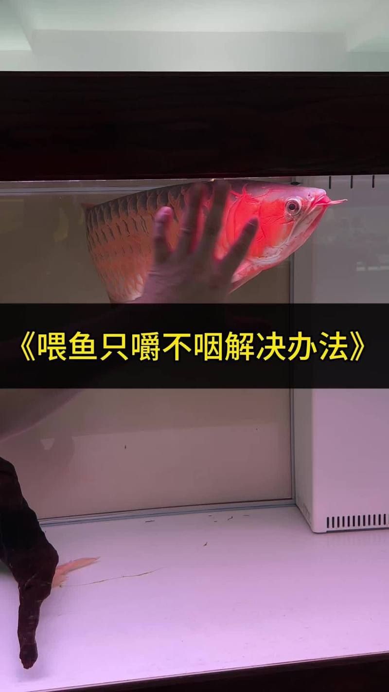 如何判斷龍魚是否成功改口？【如何判斷龍魚是否成功改口】