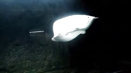 雪龍魚的視頻在哪里可以找到？【關于雪龍魚的視頻資源】