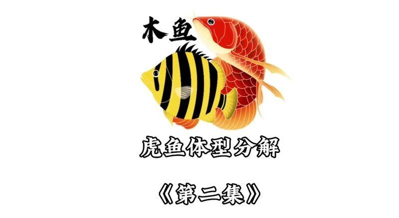 虎魚長到40公分需要幾年【如何判斷虎魚是否進(jìn)入緩慢生長期】 虎魚長到40公分需要幾年【如何判斷虎魚是否進(jìn)入緩慢生長期】 龍魚論壇 第4張