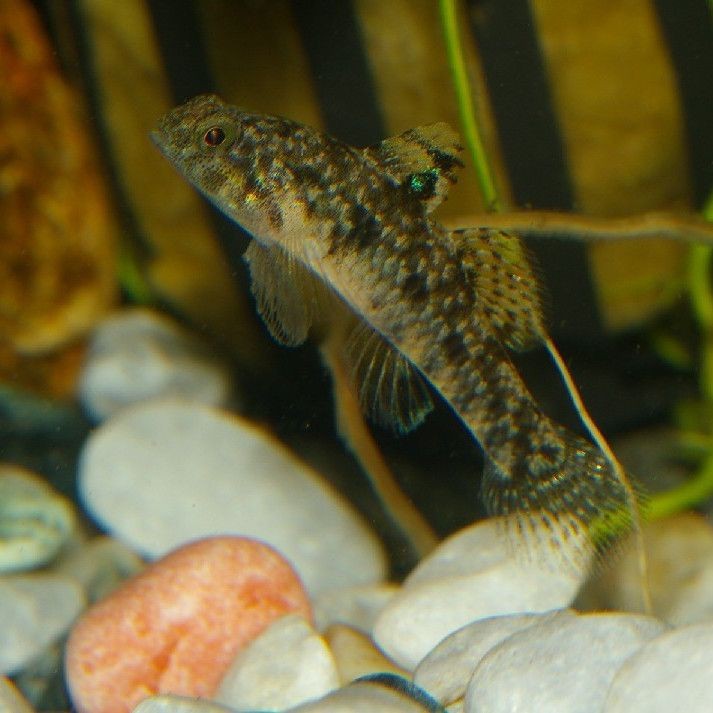 虎魚百科【《虎魚百科》詳細(xì)介紹了虎魚的多方面知識】