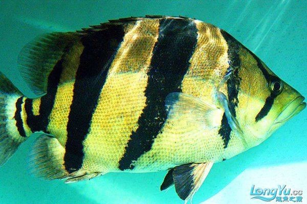 虎魚百科【《虎魚百科》詳細(xì)介紹了虎魚的多方面知識】