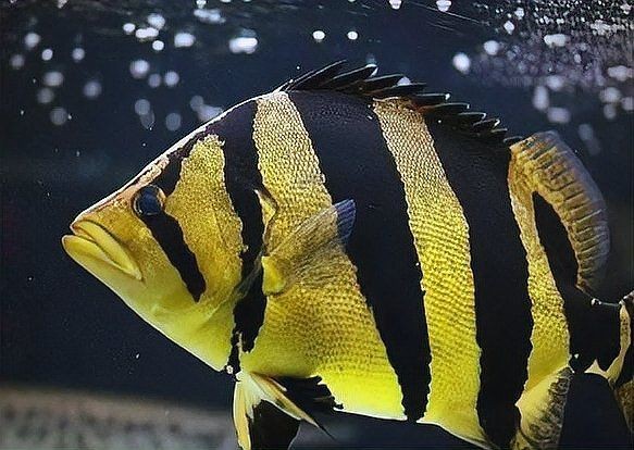 虎魚百科【《虎魚百科》詳細(xì)介紹了虎魚的多方面知識】