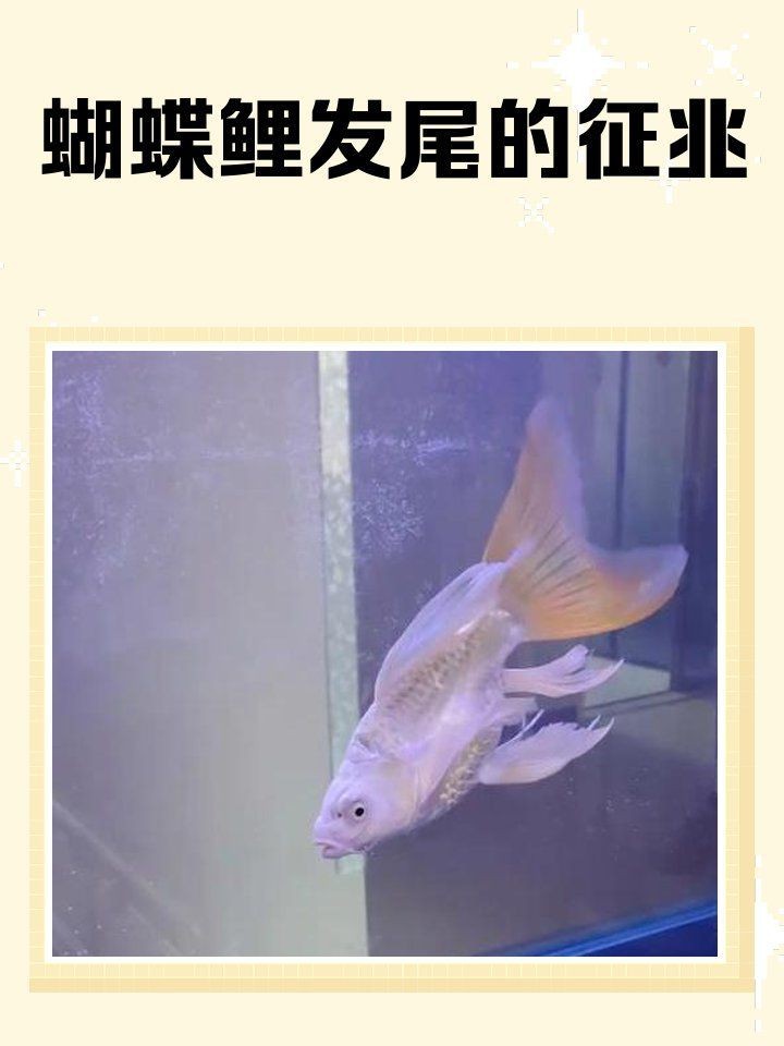蝴蝶鯉多大開始長尾巴【蝴蝶鯉發尾后如何保持尾巴完整性和美觀度36,蝴蝶鯉多大開始長尾巴】