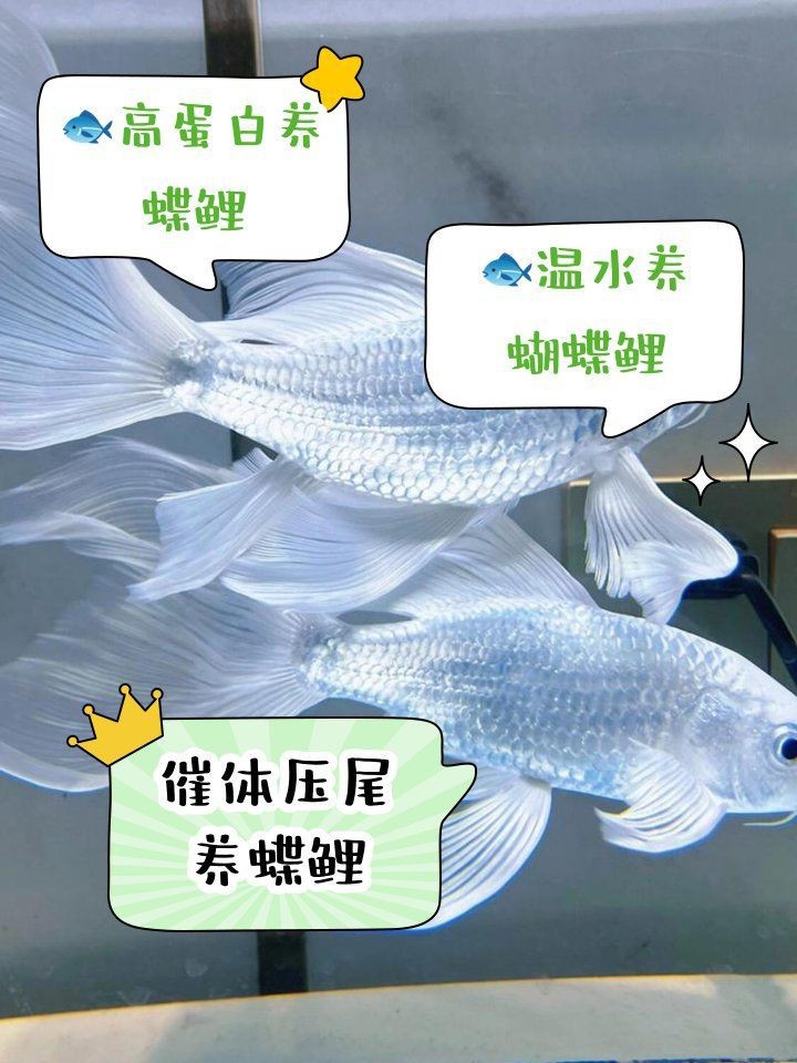 蝴蝶鯉多大開始長尾巴【蝴蝶鯉發尾后如何保持尾巴完整性和美觀度36,蝴蝶鯉多大開始長尾巴】