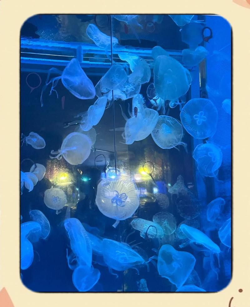 高陽水族店【高陽市一山aquaplanet水族館之行攜程旅行網(wǎng)】