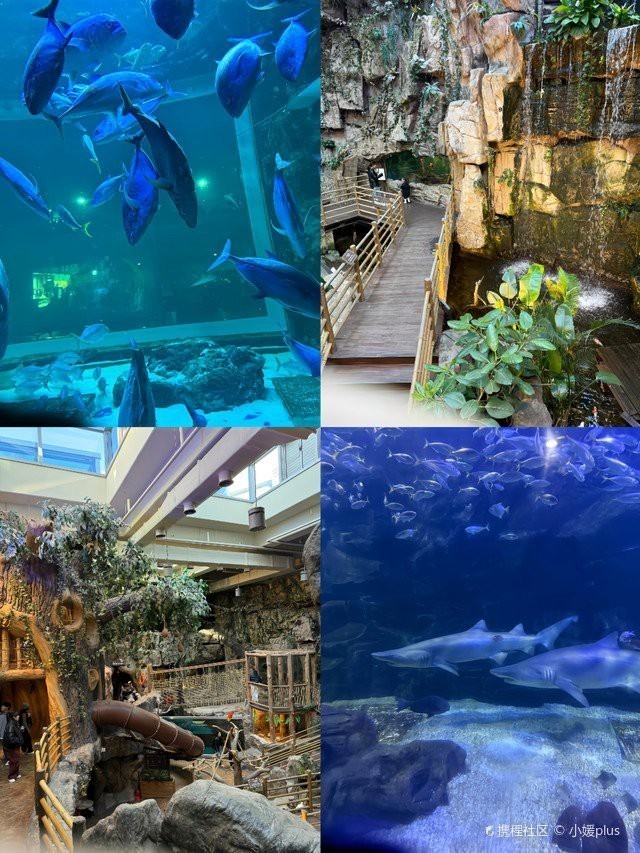 高陽水族店【高陽市一山aquaplanet水族館之行攜程旅行網(wǎng)】