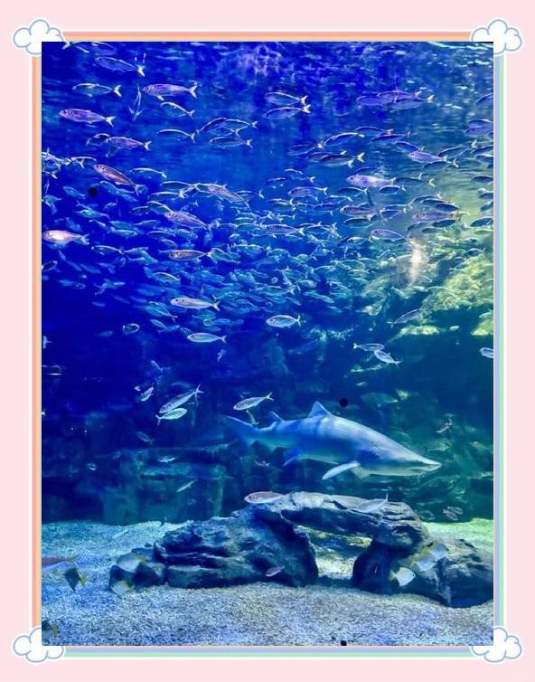 高陽水族店【高陽市一山aquaplanet水族館之行攜程旅行網(wǎng)】