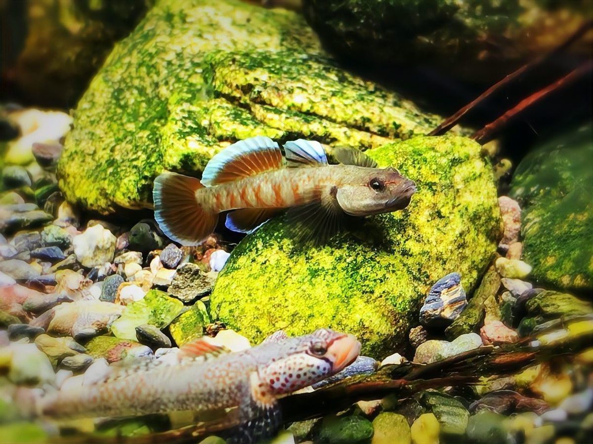 淡水蝦虎魚吃什么【原生蝦虎魚吃什么】