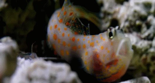 淡水蝦虎魚吃什么【原生蝦虎魚吃什么】