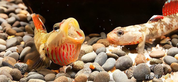 淡水蝦虎魚吃什么【原生蝦虎魚吃什么】