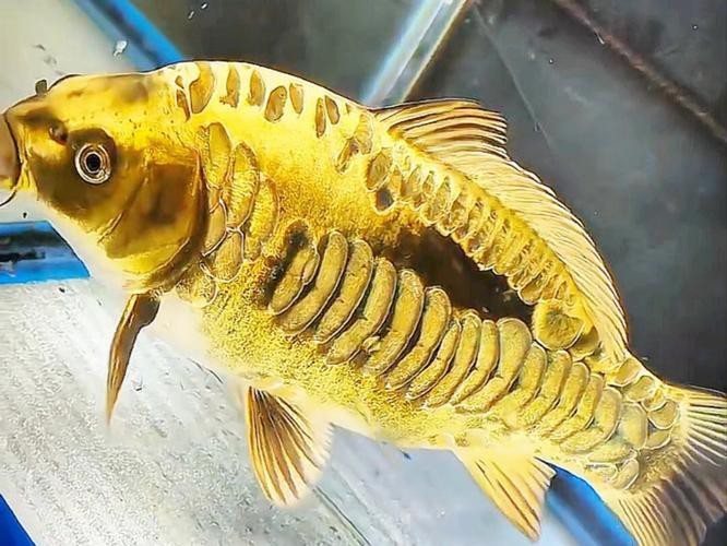 德系錦鯉魚圖片大全【尾巴搖擺俱樂部,德系錦鯉的優缺點搞寵物的喵喵】