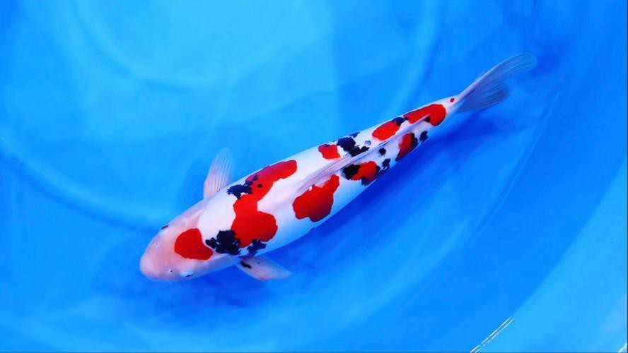德系錦鯉魚圖片大全【尾巴搖擺俱樂部,德系錦鯉的優缺點搞寵物的喵喵】