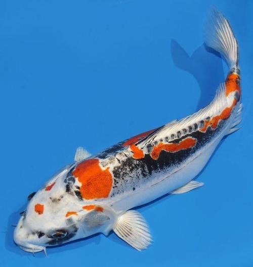 德系錦鯉魚圖片大全【尾巴搖擺俱樂部,德系錦鯉的優缺點搞寵物的喵喵】