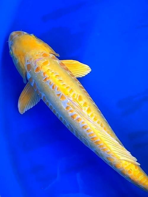 德系錦鯉魚圖片大全【尾巴搖擺俱樂部,德系錦鯉的優缺點搞寵物的喵喵】
