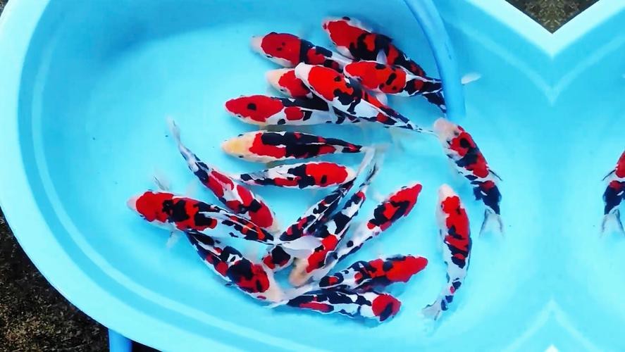 德系錦鯉魚圖片大全【尾巴搖擺俱樂部,德系錦鯉的優缺點搞寵物的喵喵】
