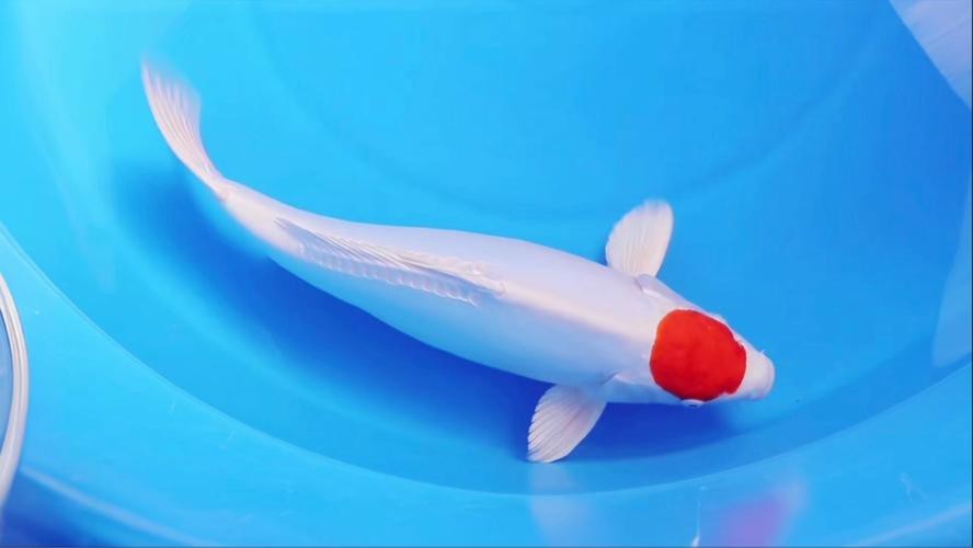德系錦鯉魚圖片大全【尾巴搖擺俱樂部,德系錦鯉的優缺點搞寵物的喵喵】