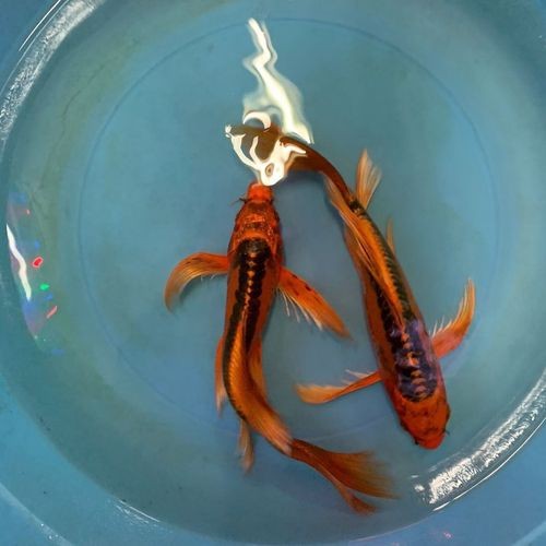 德系錦鯉魚圖片大全【尾巴搖擺俱樂部,德系錦鯉的優缺點搞寵物的喵喵】